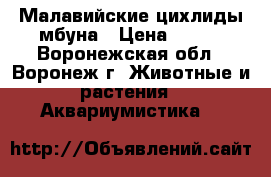 Малавийские цихлиды мбуна › Цена ­ 100 - Воронежская обл., Воронеж г. Животные и растения » Аквариумистика   